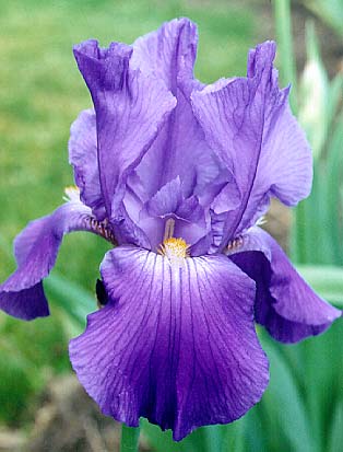 outline of an iris as in